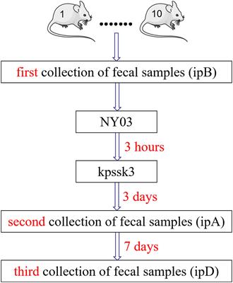 Safety and Efficacy of a Phage, kpssk3, in an in vivo Model of Carbapenem-Resistant Hypermucoviscous Klebsiella pneumoniae Bacteremia